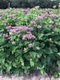 Eupatorium dubium 'Little Joe'