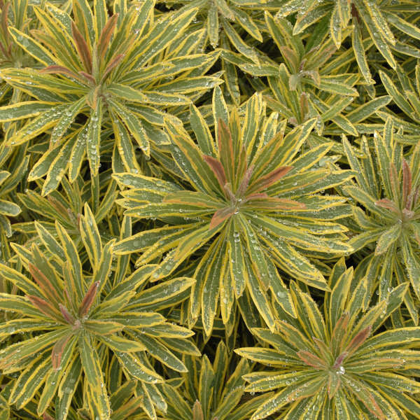 Euphorbia x martinii 'Ascot Rainbow'