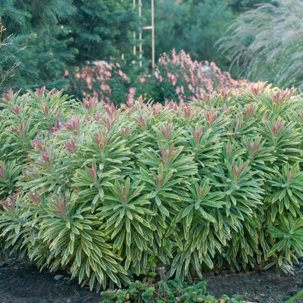 Euphorbia x martinii 'Ascot Rainbow'