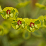 Euphorbia x martinii 'Ascot Rainbow'