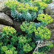 Euphorbia myrsinites Donkey Tail Spurge