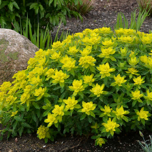 Euphorbia polychroma