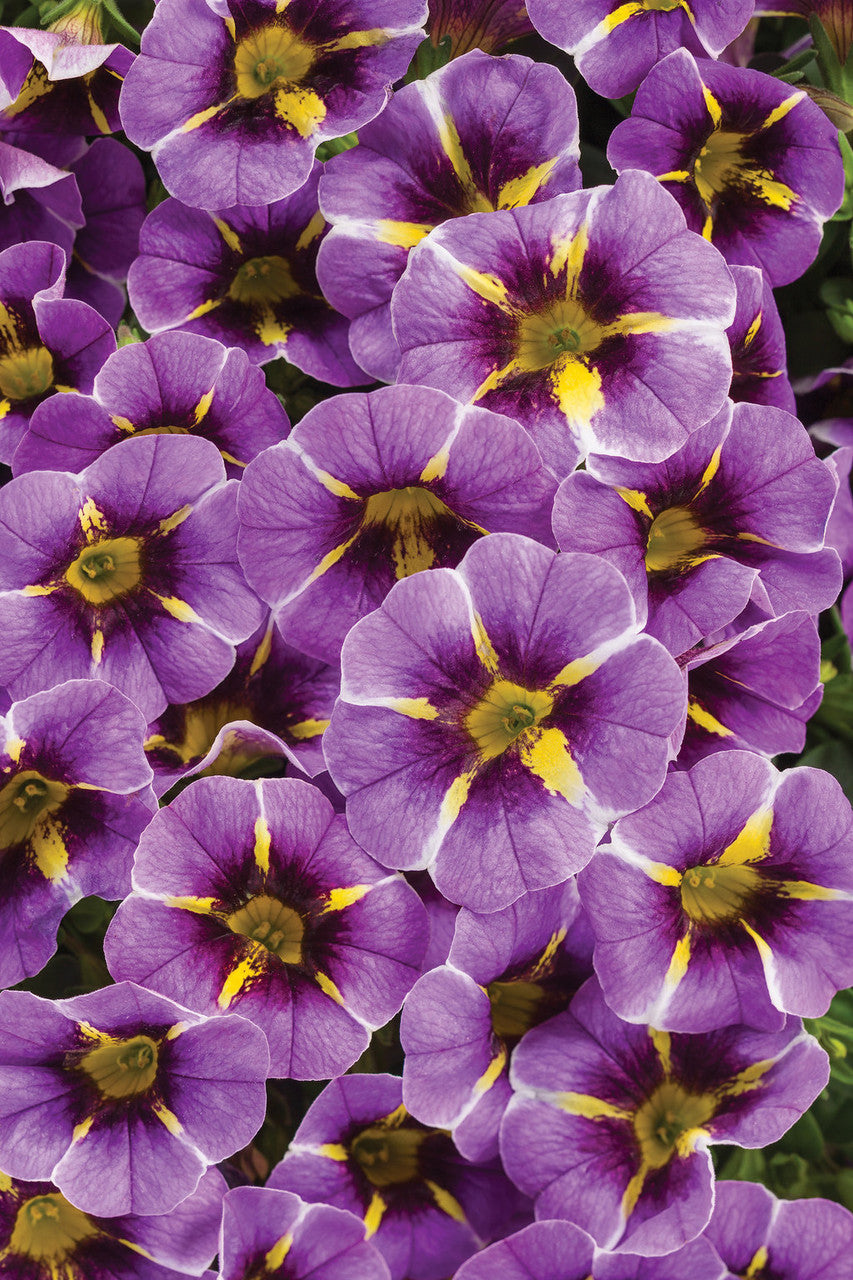 Calibrachoa hybrid 'Superbells® Evening Star™' – Romence Gardens