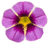 Calibrachoa hybrid 'Superbells® Evening Star™' flower