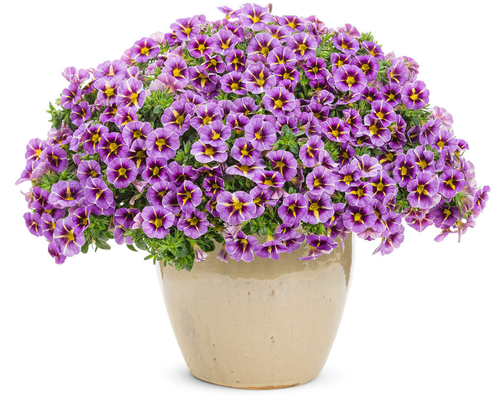 Calibrachoa hybrid 'Superbells® Evening Star™' – Romence Gardens