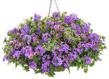 Calibrachoa hybrid 'Superbells® Evening Star™' combination