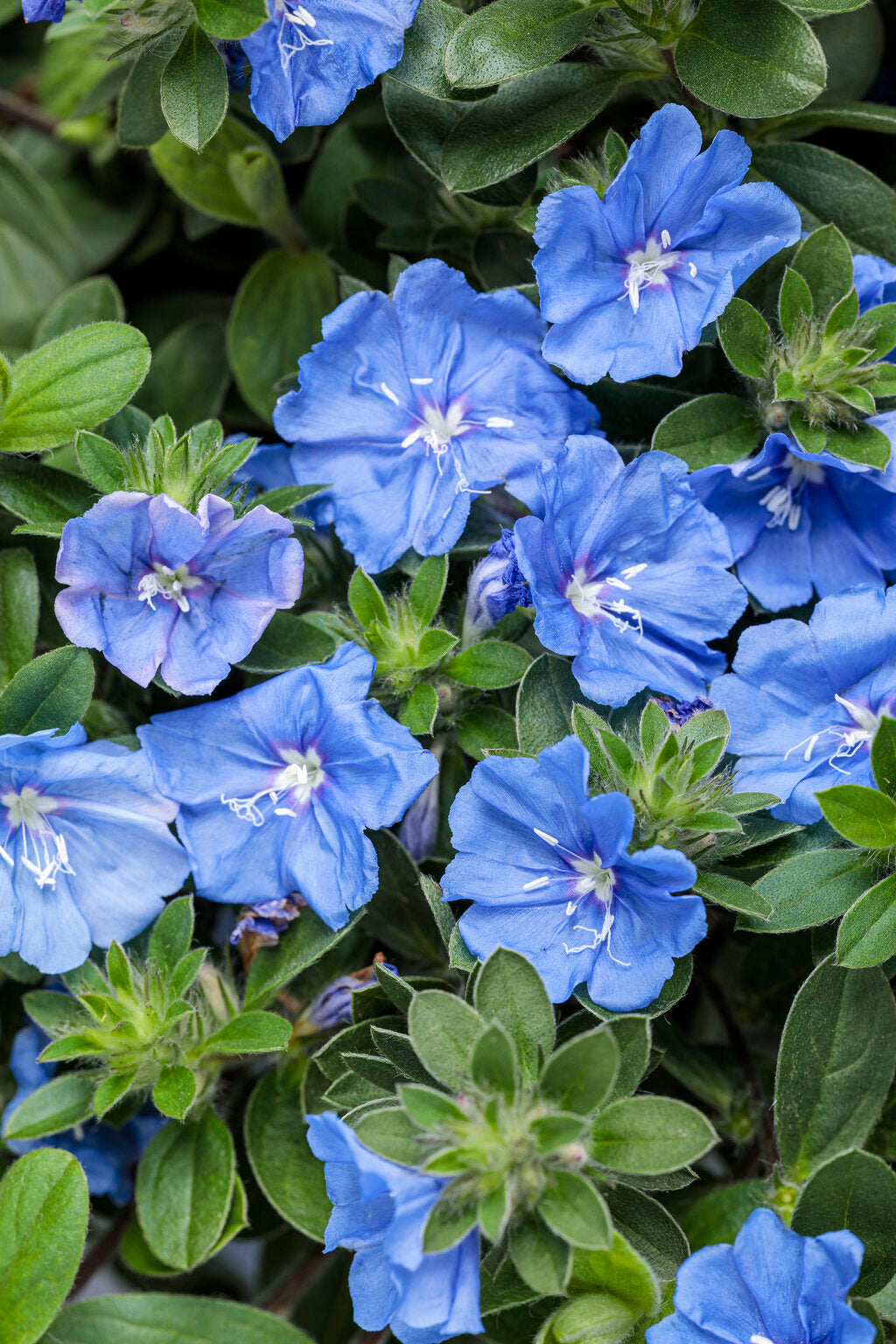 Evolvulus hybrid 'Blue My Mind® XL' – Romence Gardens & Greenhouses