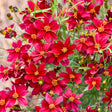 Small red Flowers with yellow centers 