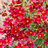 Small red Flowers with yellow centers 