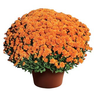 Chrysanthemum 'Ursula™ Fancy Orange'