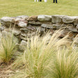 Nassella tenuissima 'Mexican Feather Grass'