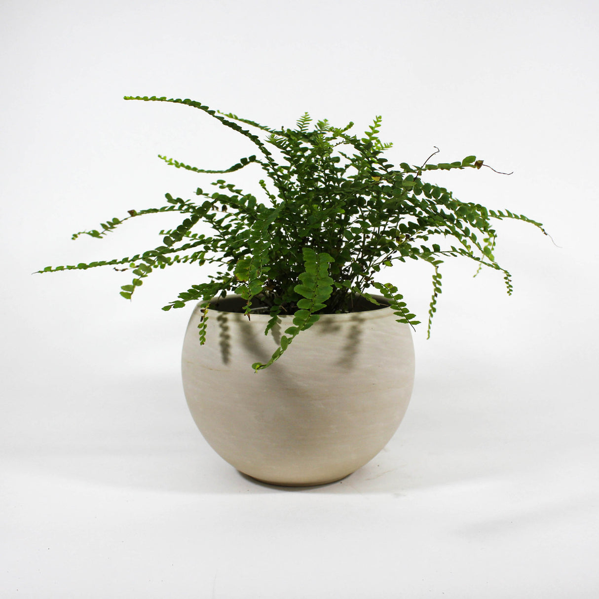 Lemon Button Fern 4.5" in ceramic pot