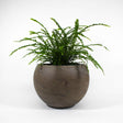 Lemon Button Fern 6" in ceramic pot