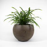 Lemon Button Fern 6" in ceramic pot