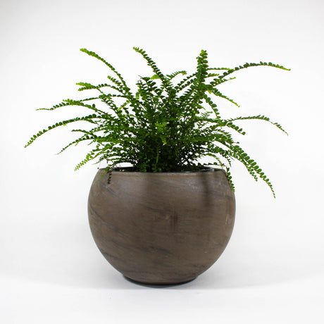 Lemon Button Fern 6" in ceramic pot