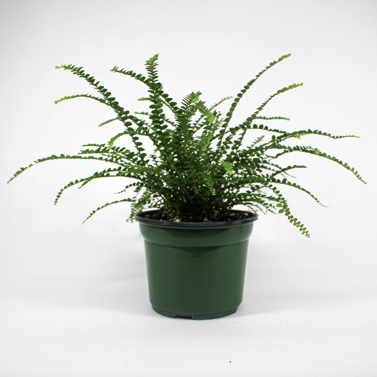 Lemon Button Fern 6" in plastic grower pot