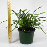 Lemon Button Fern 6" compared to a ruler