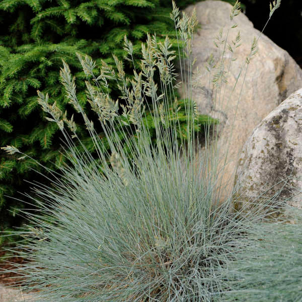 Festuca glauca 'Elijah Blue'