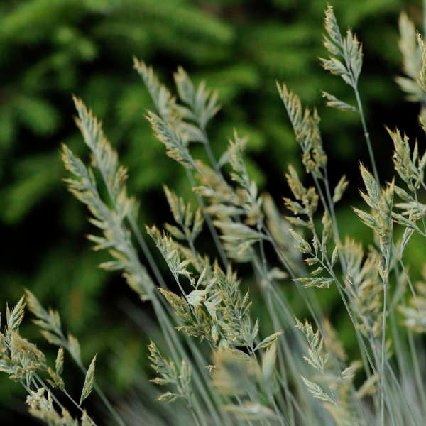 Festuca glauca 'Elijah Blue'