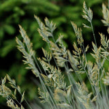 Festuca glauca 'Elijah Blue'