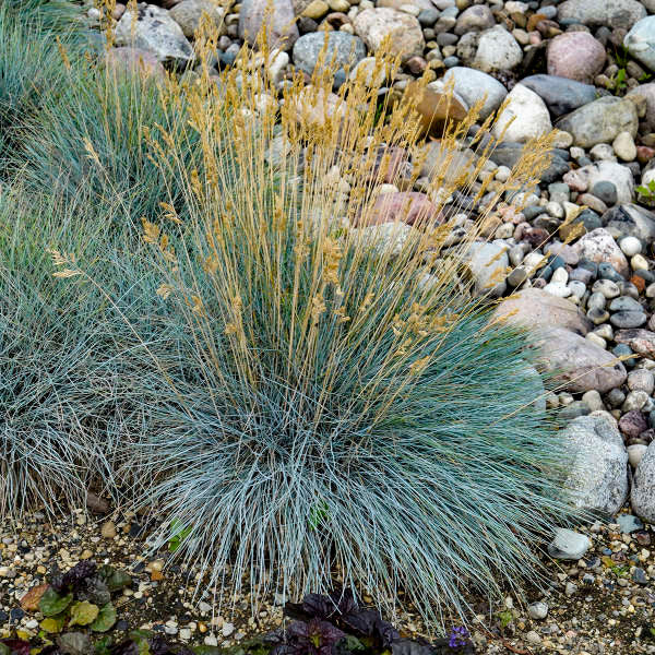 Festuca glauca 'Elijah Blue'