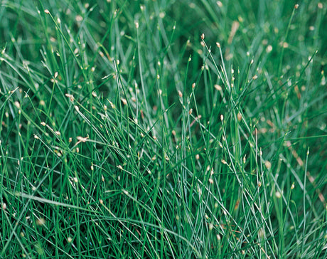 Scirpus Graceful Grasses® 'Fiber Optic Grass'
