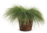 Scirpus Graceful Grasses® 'Fiber Optic Grass' in decorative pot