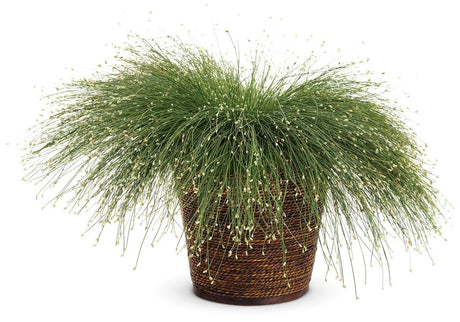 Scirpus Graceful Grasses® 'Fiber Optic Grass' in decorative pot