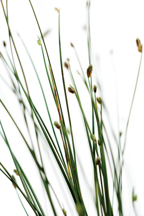 Scirpus Graceful Grasses® 'Fiber Optic Grass' close up