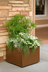 Scirpus Graceful Grasses® 'Fiber Optic Grass' combination