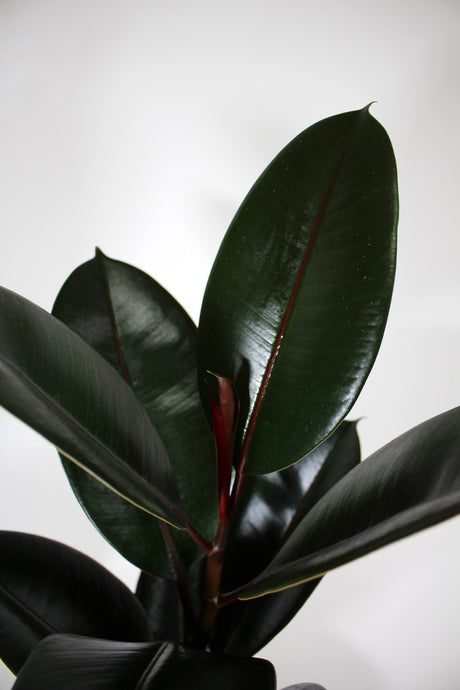 Ficus Elastica 'Burgundy' foliage