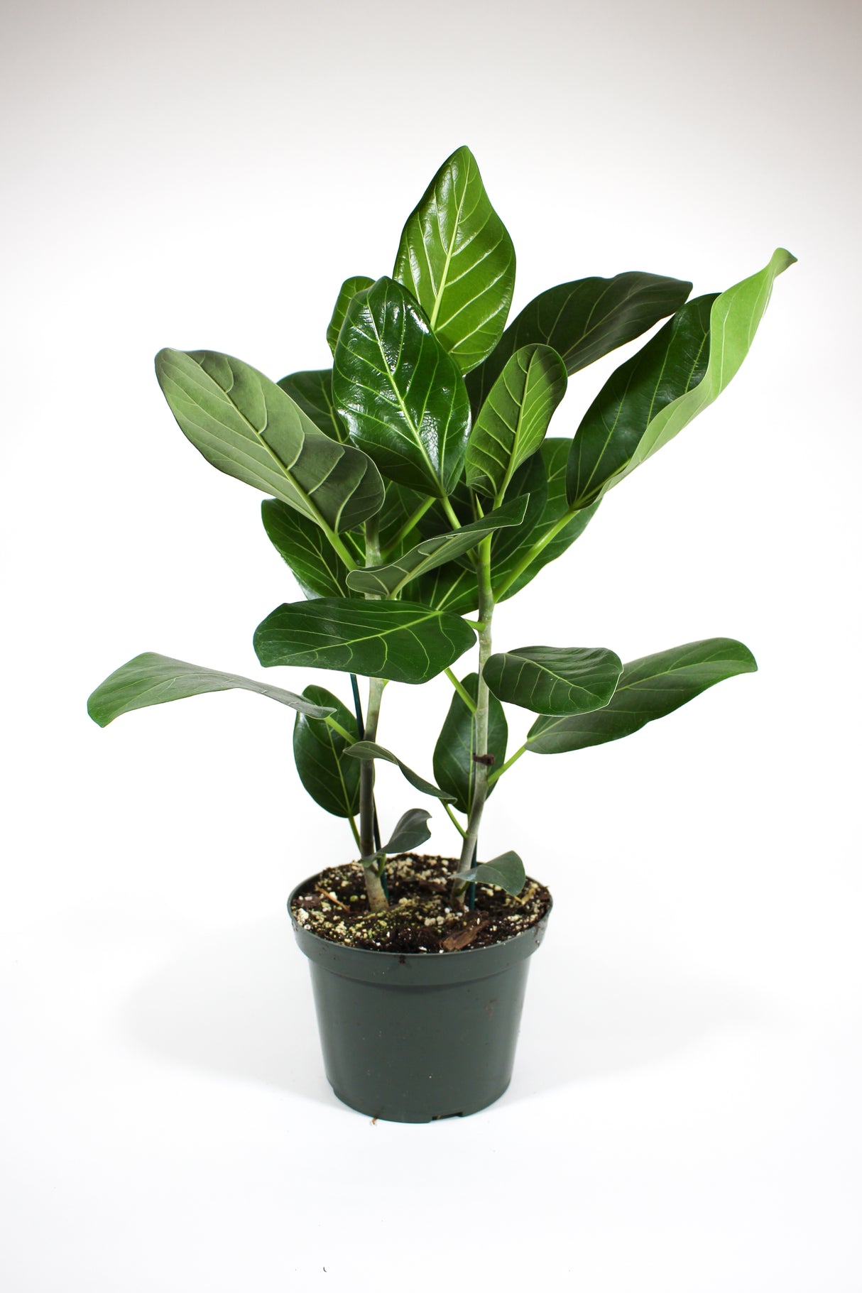 Ficus elastica 'Audrey'