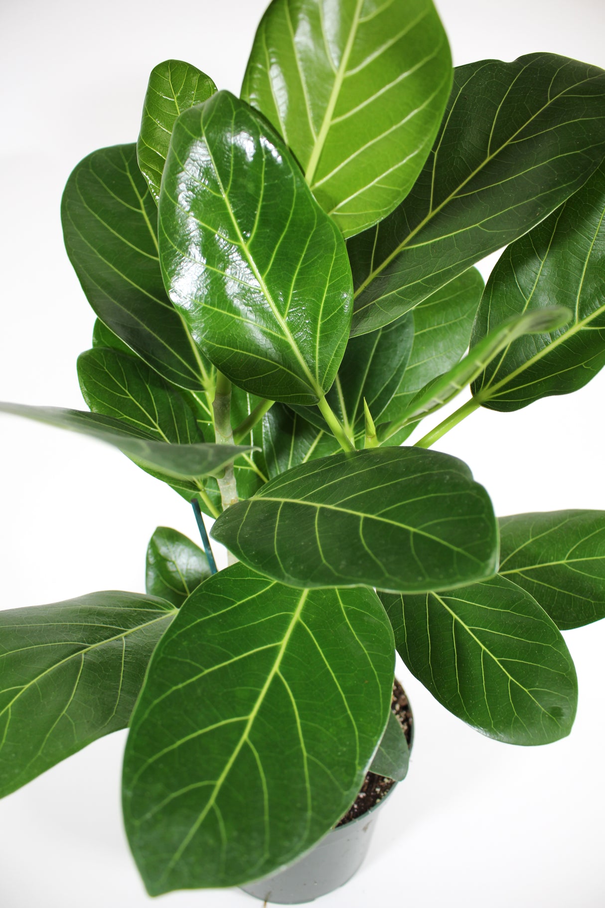 Ficus elastica 'Audrey'