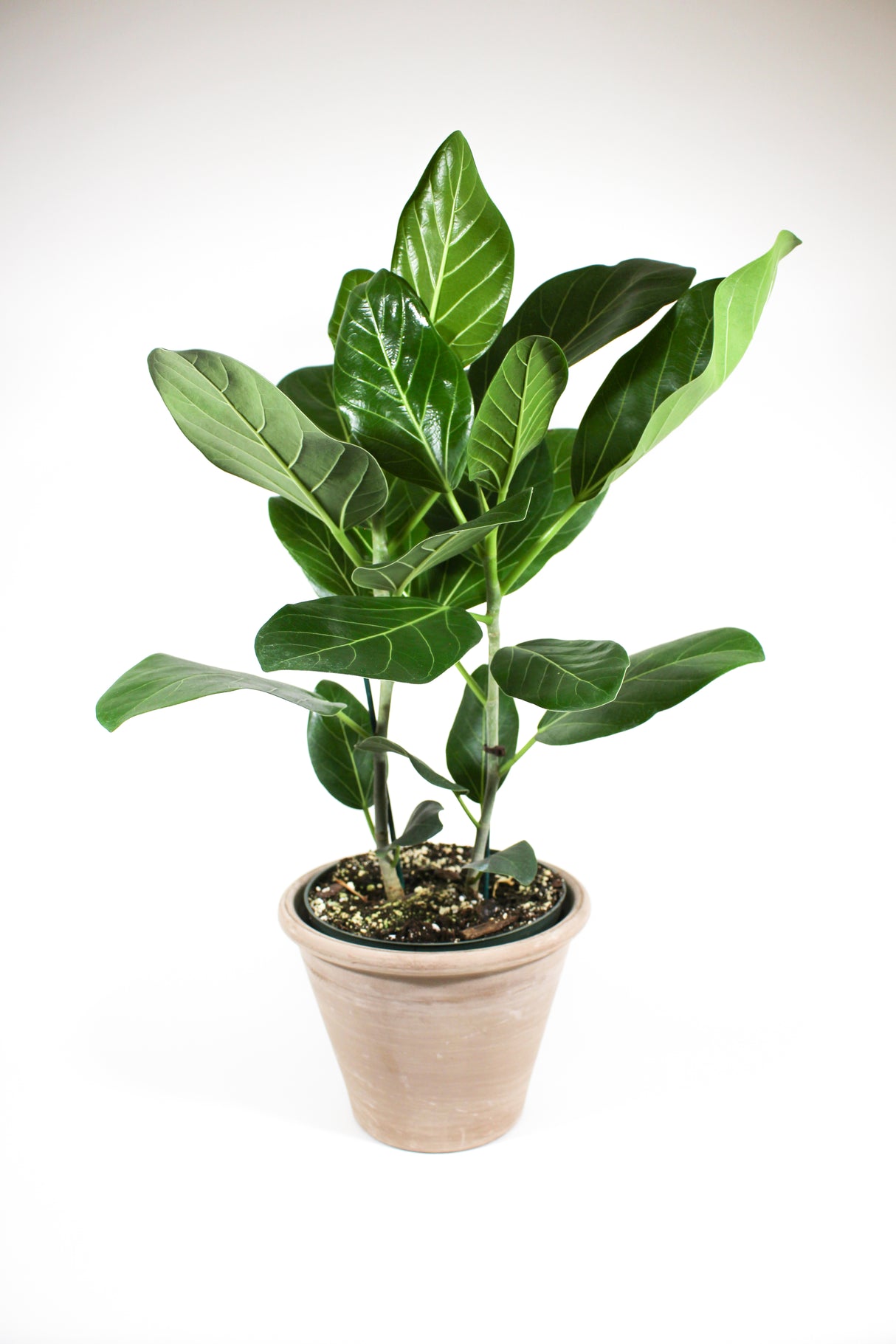 Ficus elastica 'Audrey'