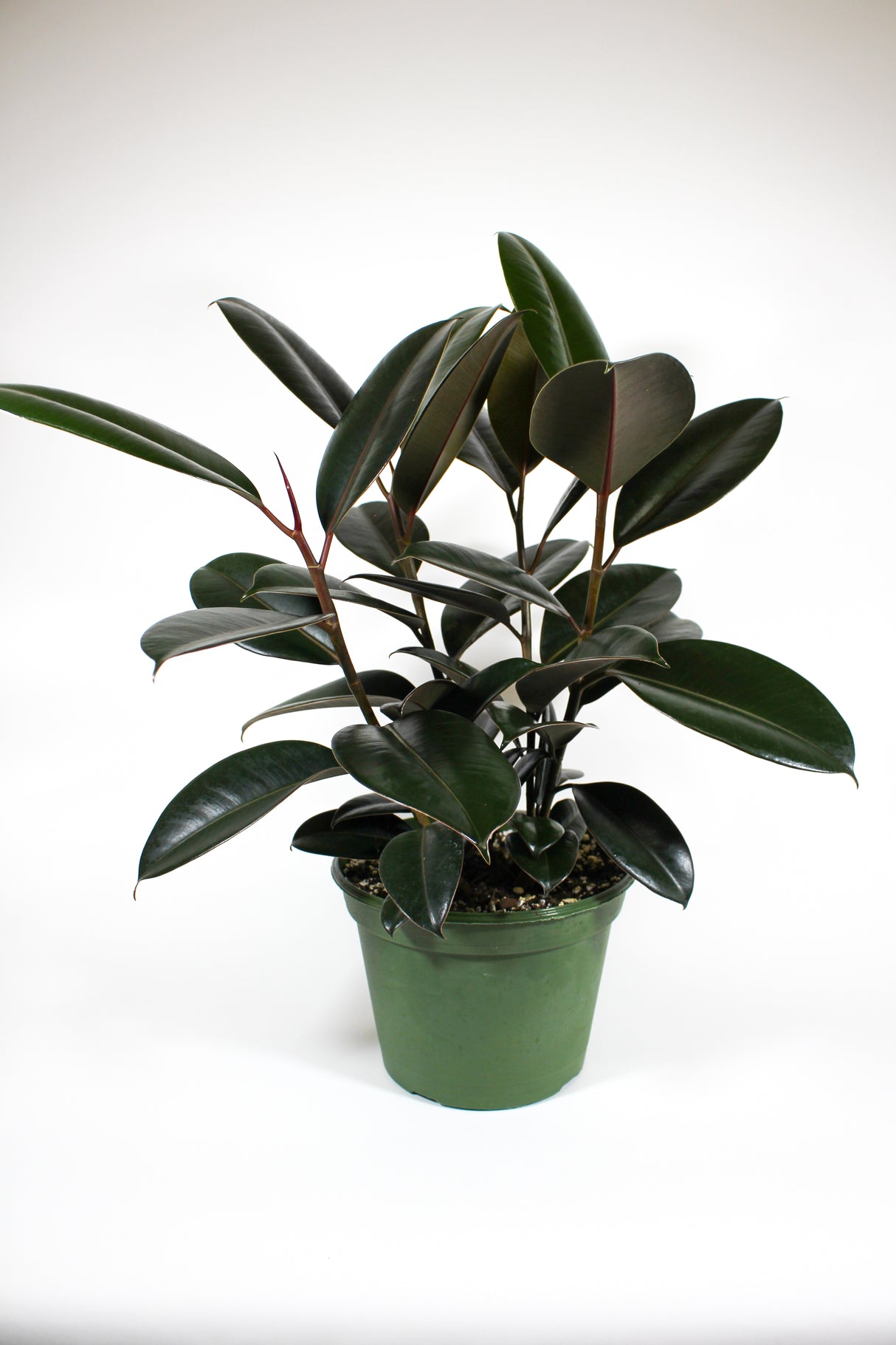 Ficus Elastica 'Burgundy' - Rubber Plant