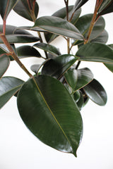 Ficus Elastica 'Burgundy' - Rubber Plant