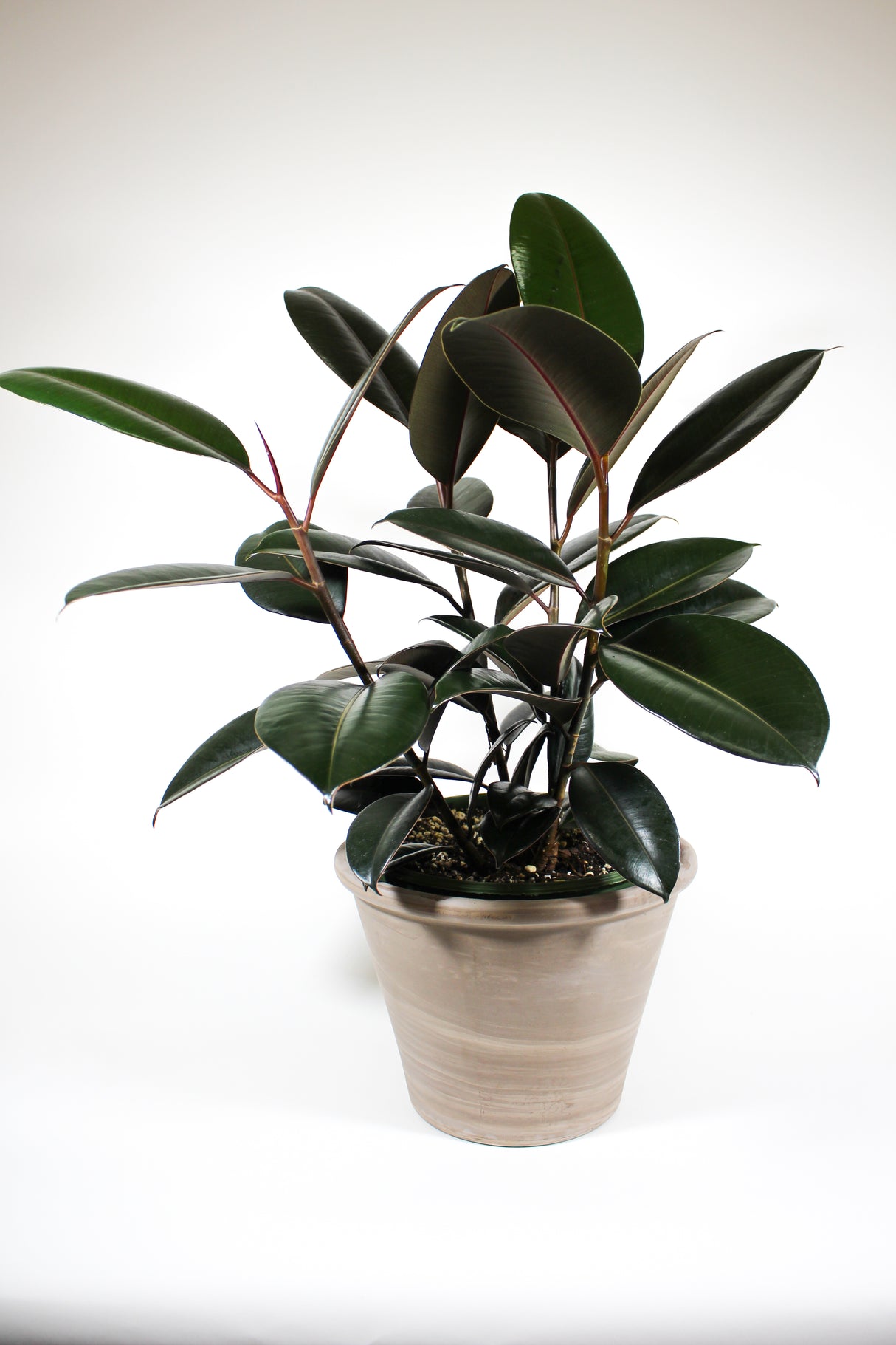 Ficus Elastica 'Burgundy' - Rubber Plant