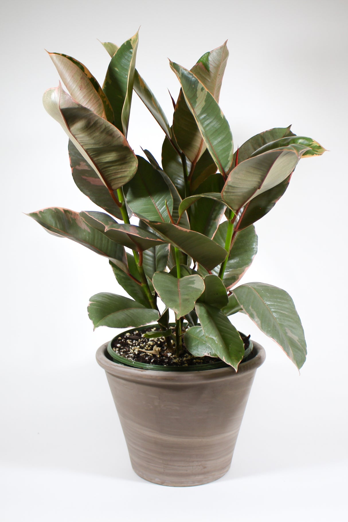 Ficus Elastica 'Ruby' - Rubber Plant