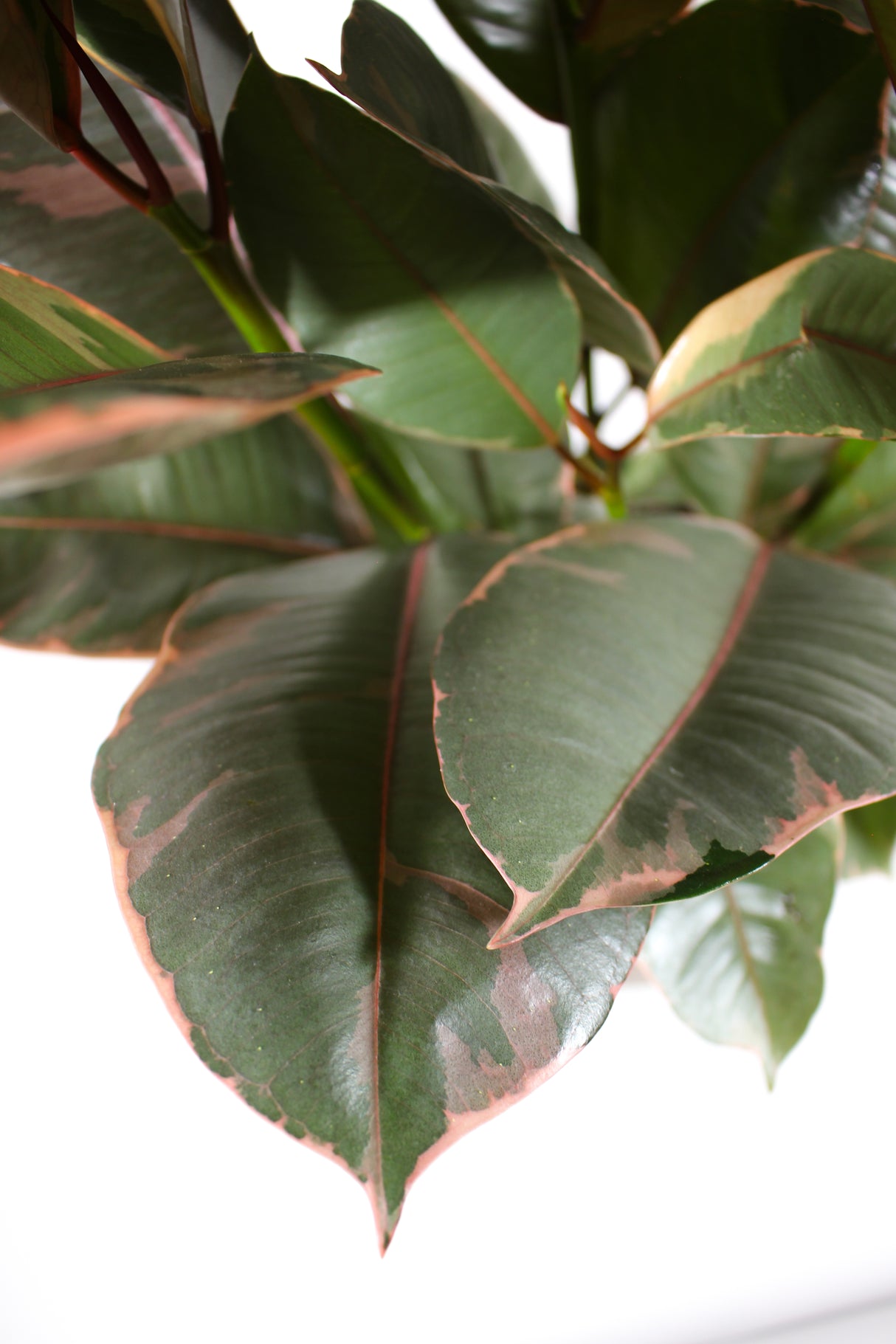 Ficus Elastica 'Ruby' - Rubber Plant