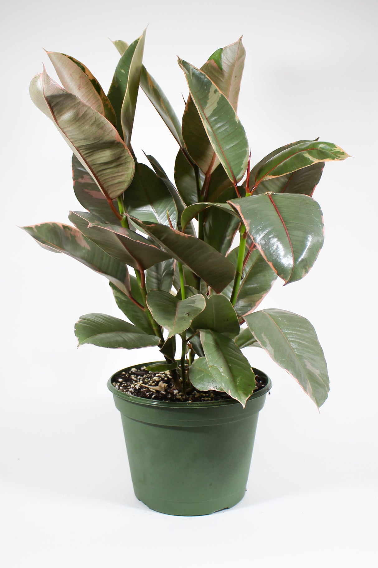 Ficus Elastica 'Ruby' - Rubber Plant