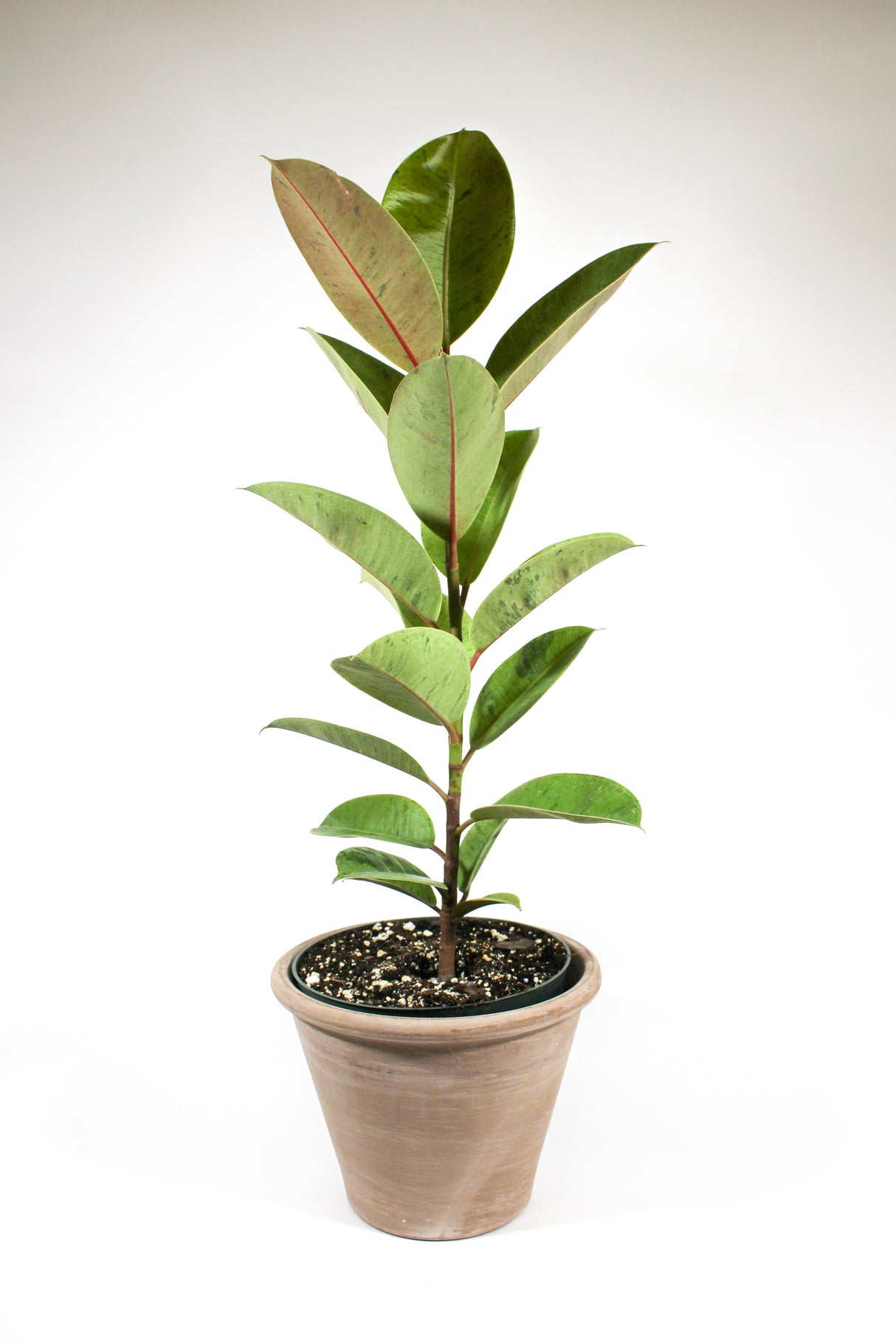 Ficus elastica 'Shivereana'