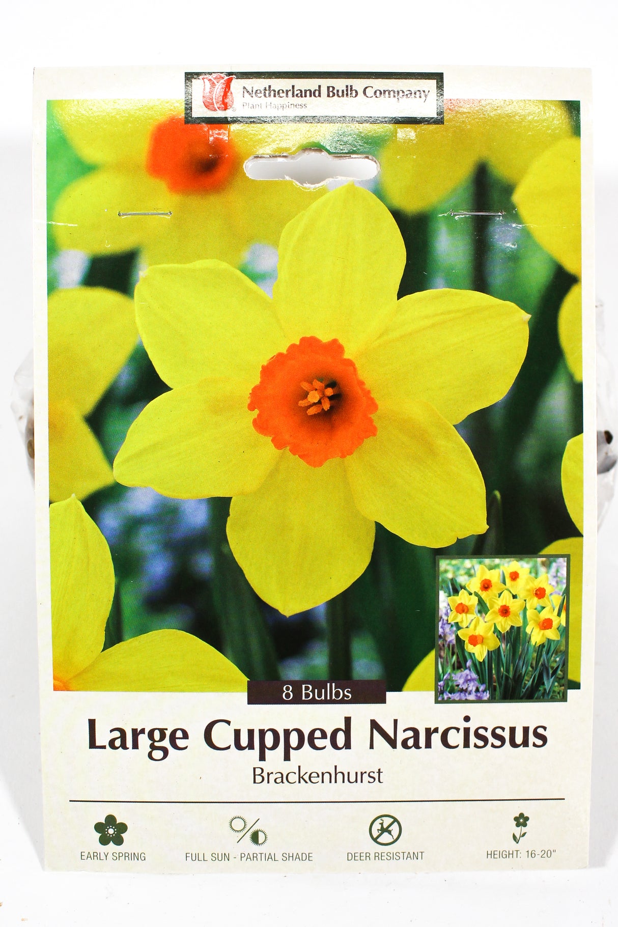 Narcissus 'Brackenhurst' - Bulbs