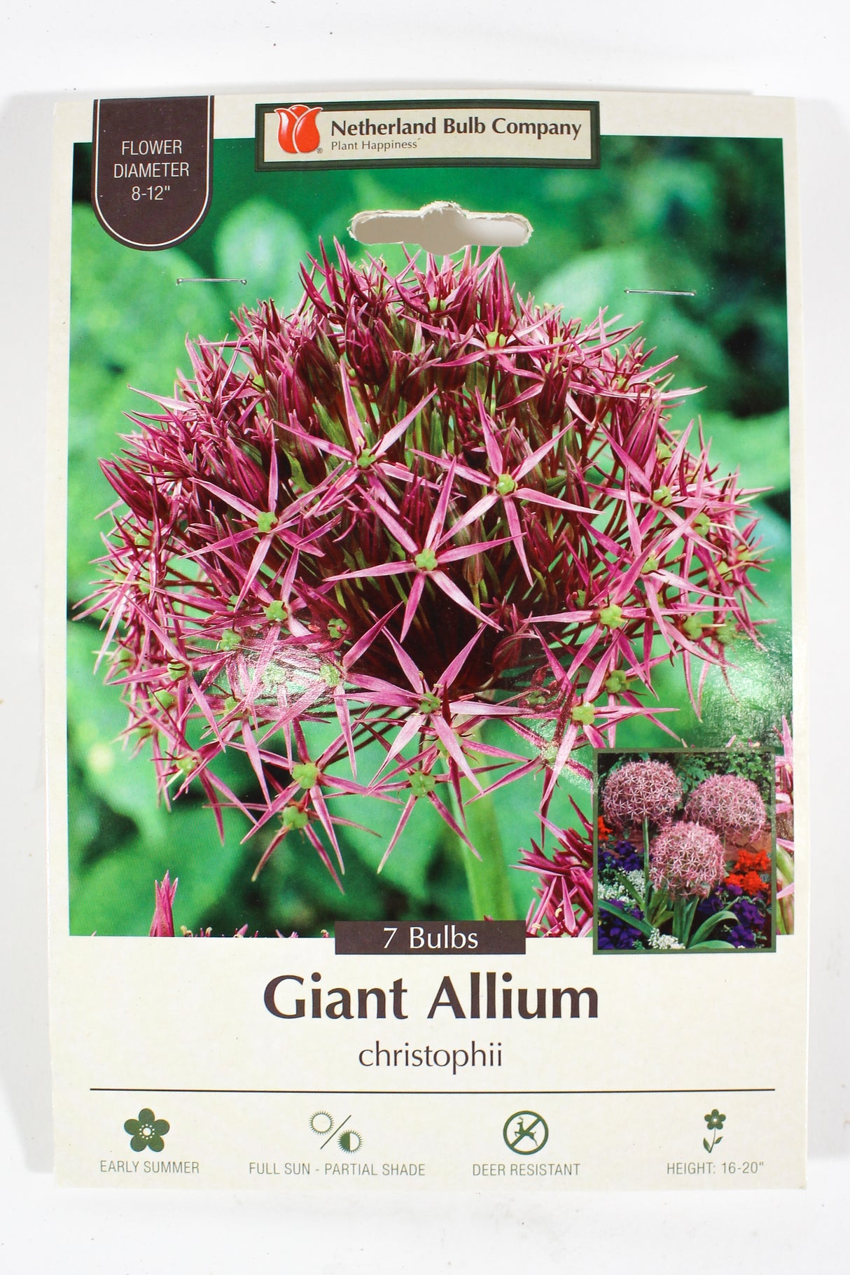 Giant Allium 'christophii'- Bulbs