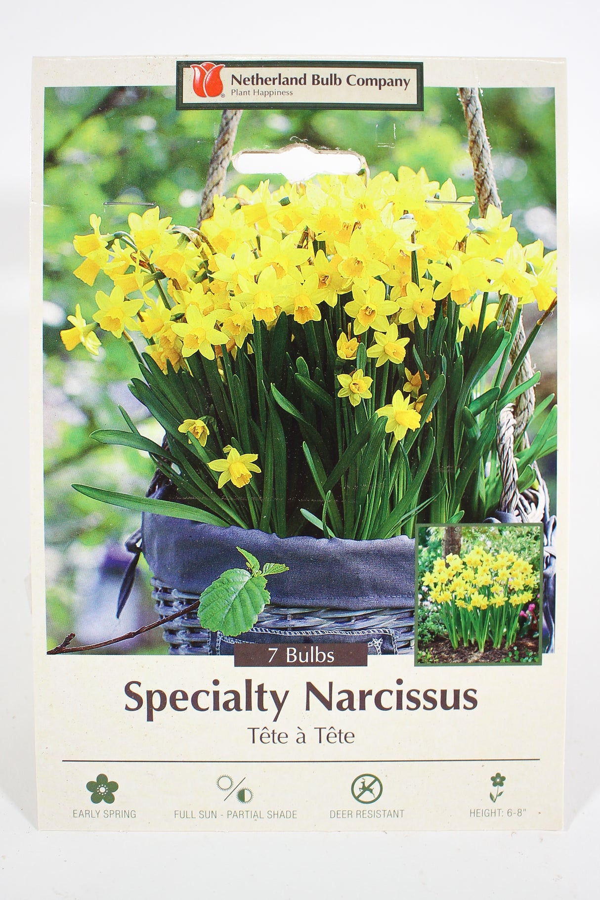 Narcissus 'Tête a Tête' - Bulbs