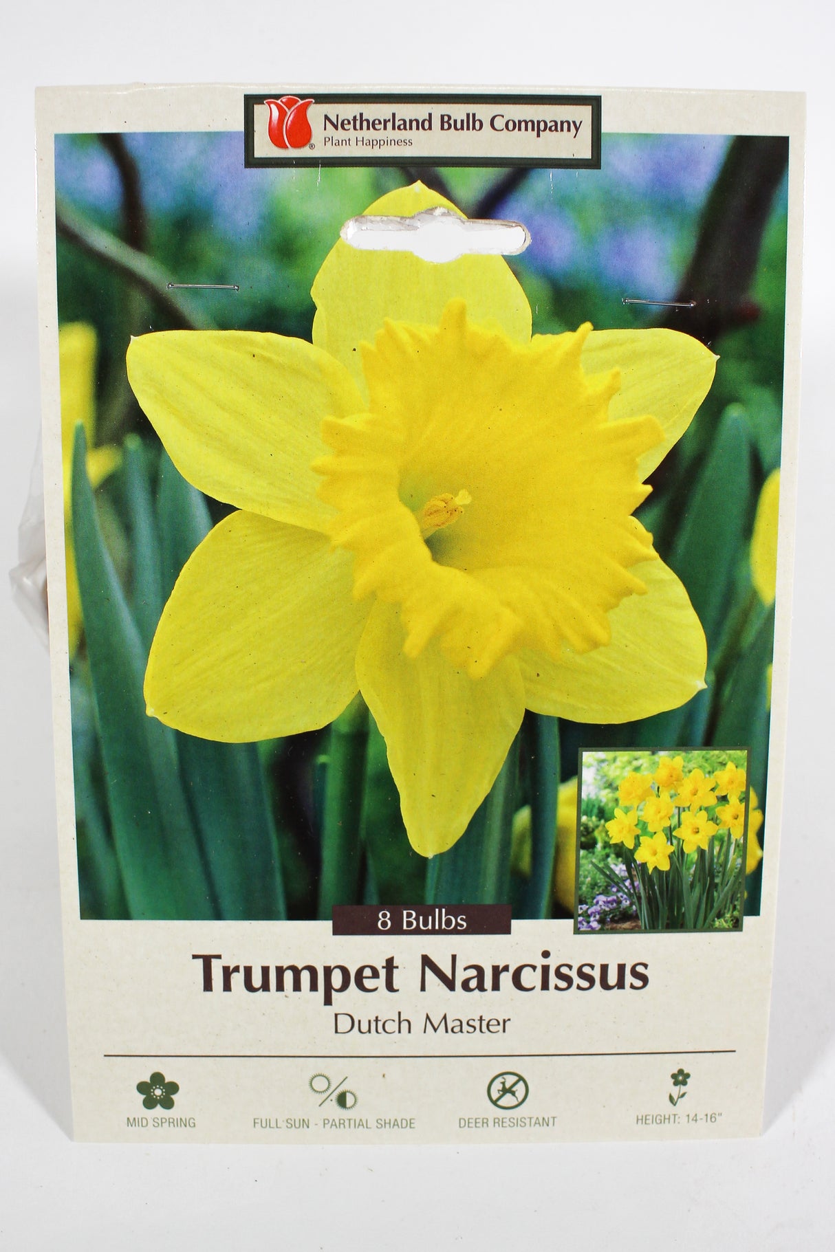 Daffodil 'Dutch Master' - Bulbs