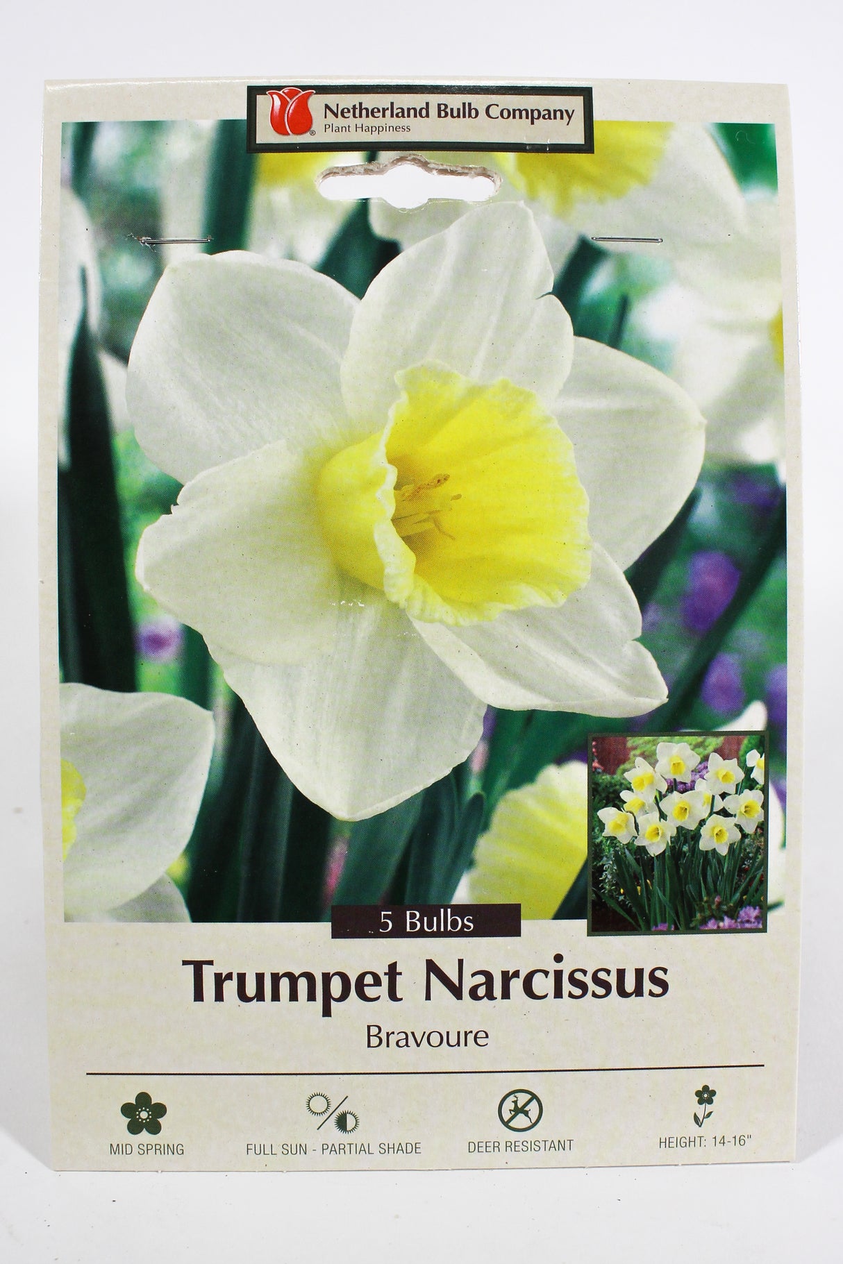 Daffodil 'Bravoure' - Bulbs