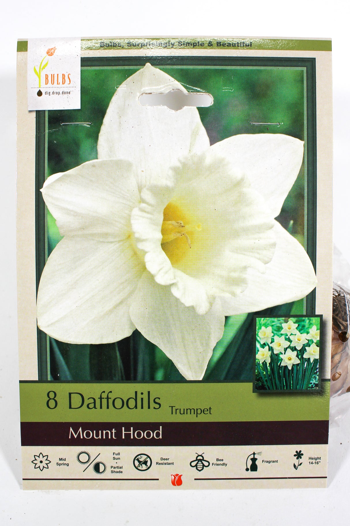 Daffodil 'Mount Hood' - Bulbs