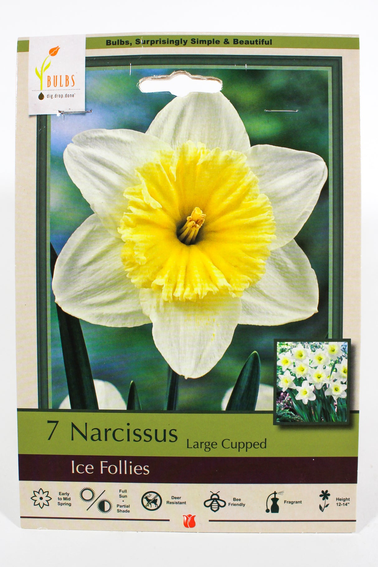 Narcissus 'Ice Follies' - Bulbs