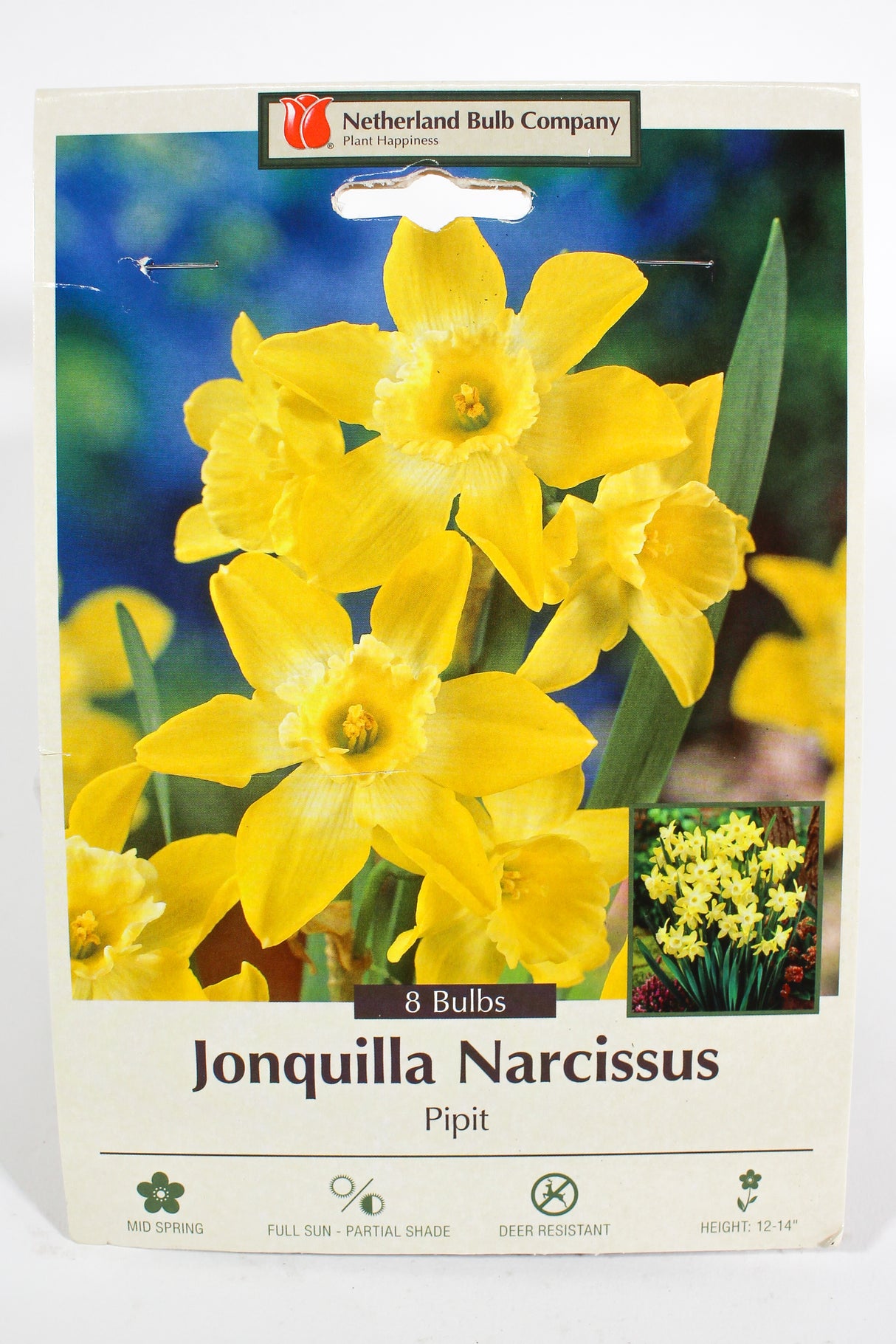 Narcissus 'Pipit' - Bulbs