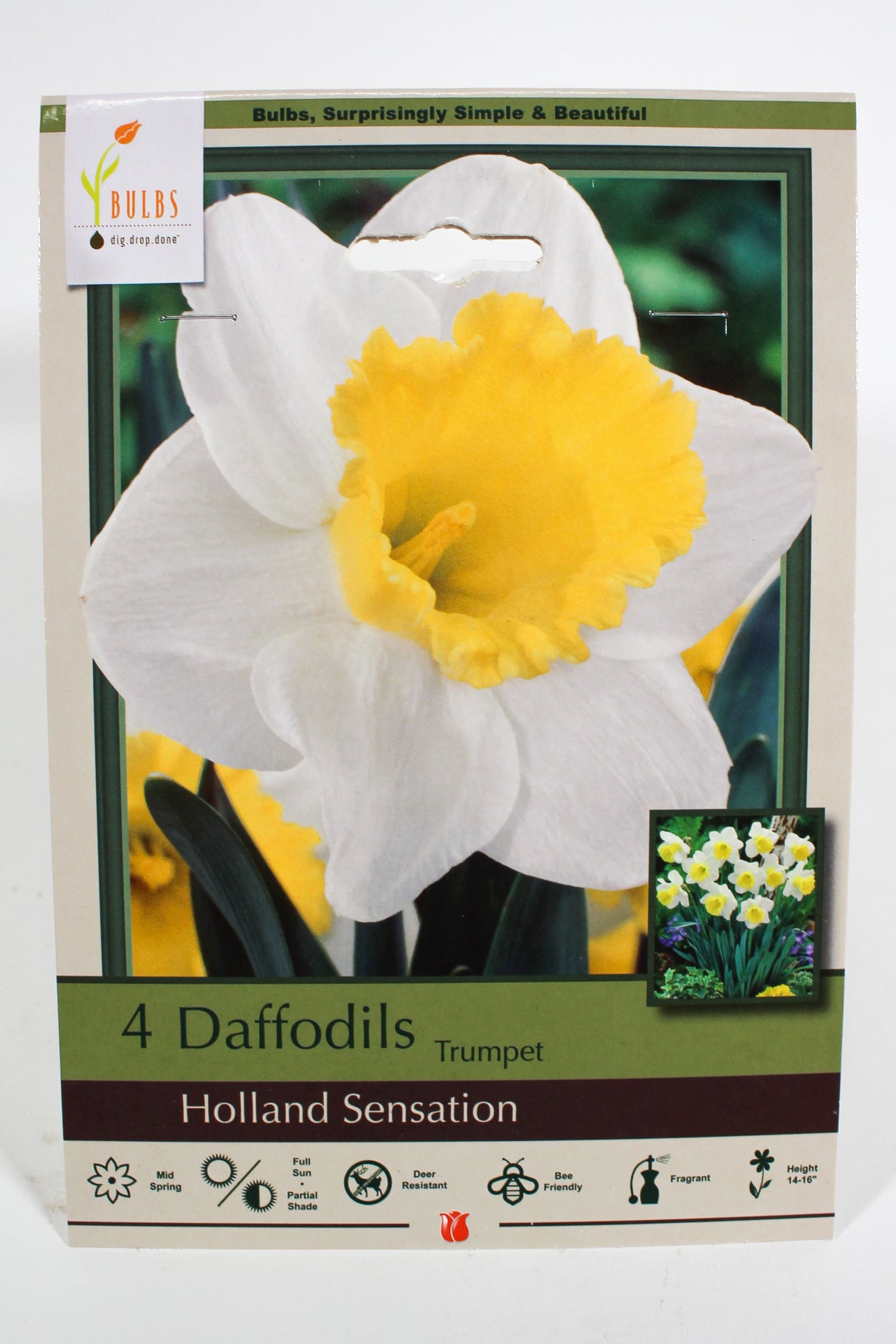 Daffodil 'Holland Sensation' - Bulbs